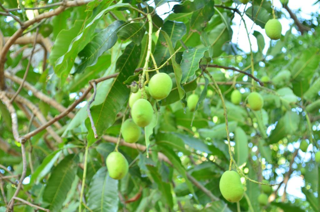 Vallee 69 Eco Villa-Tissa,Yala Tissamaharama Ngoại thất bức ảnh