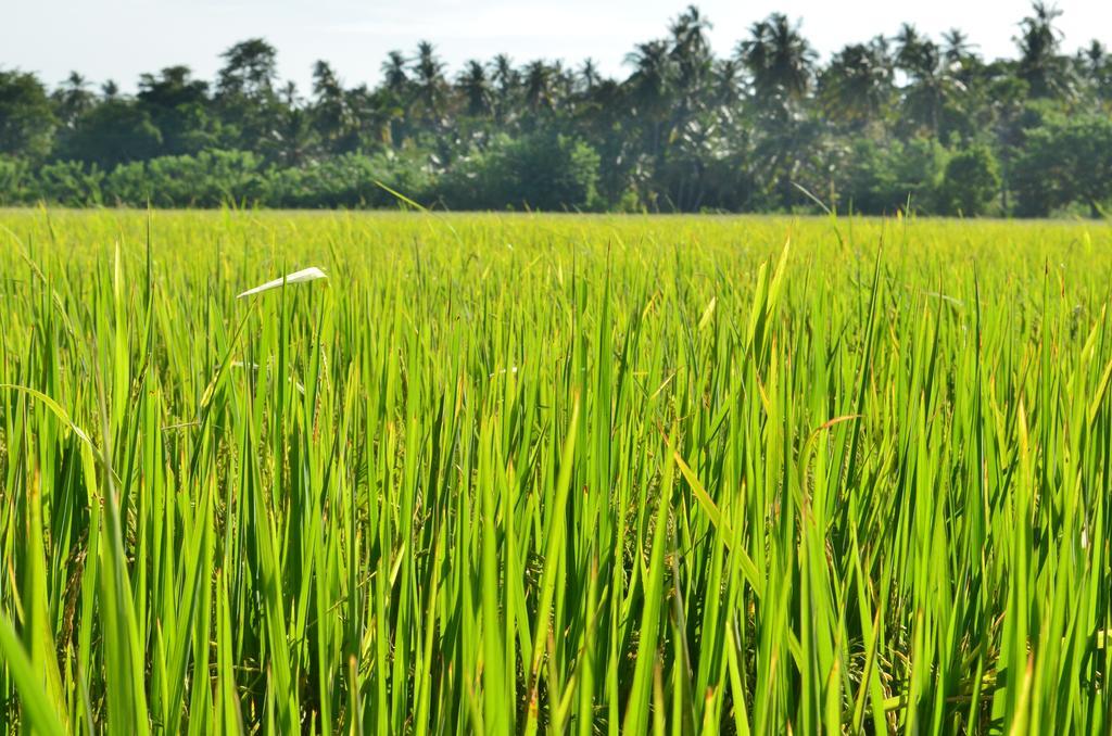 Vallee 69 Eco Villa-Tissa,Yala Tissamaharama Ngoại thất bức ảnh