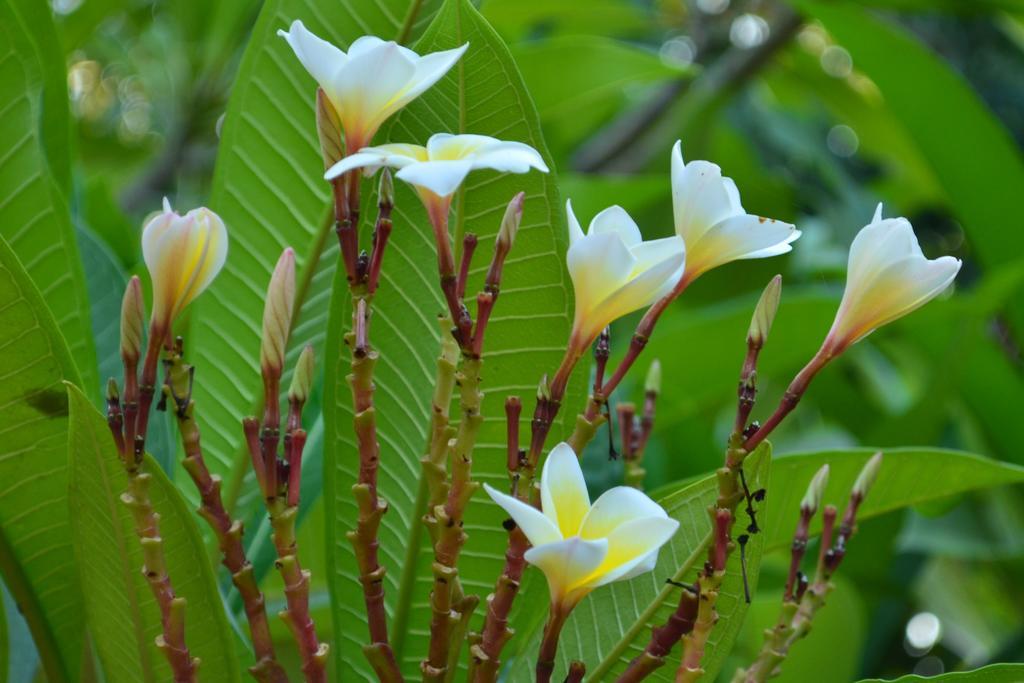 Vallee 69 Eco Villa-Tissa,Yala Tissamaharama Ngoại thất bức ảnh